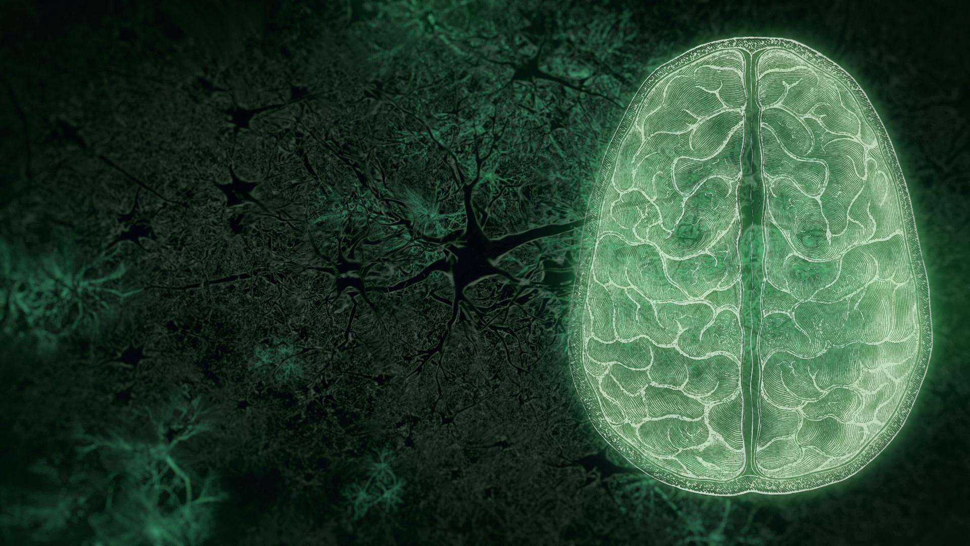 Your Brain: Who’s in Control? (PBS Nova)
